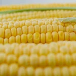 Zbliżenie na ziarna kukurydzy w kolbie, widoczne rzędy i włókna, tło do ramki w systemie miejskim